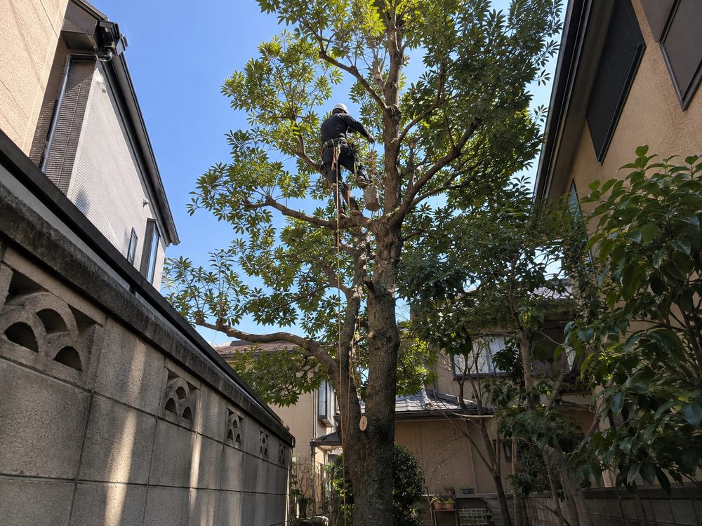 住宅に囲まれた高木の樹上にロープで登り、剪定する職人の遠景(イメージ画像)