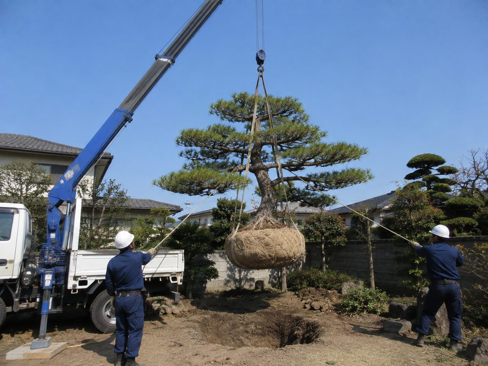 根鉢を仕立てたマツをクレーンで吊り上げて移植する作業(イメージ画像)