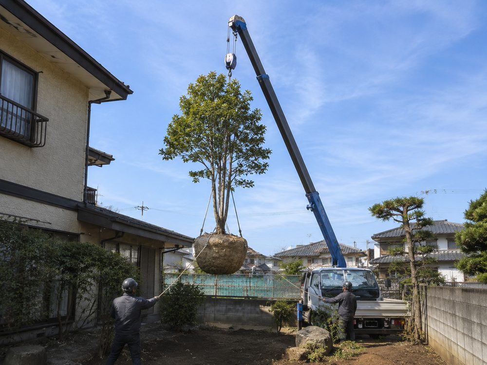 クレーンを使って大径木を移植する作業