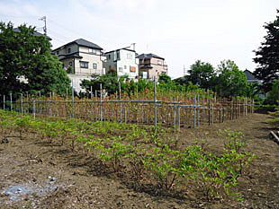 自社苗圃に並ぶ樹木