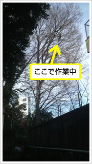 住宅に囲まれた高木を剪定した現場(現行サイト掲載写真)
