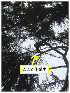 ロープワークで樹上に登り剪定する作業（現行サイト掲載写真）