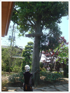 吊るし切りで枝を吊り下ろす準備